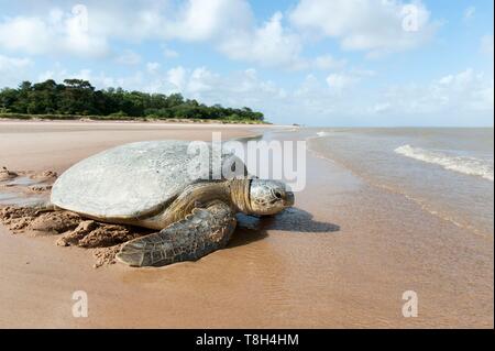 France, Guyane, réserve naturelle de l'Amana, tortues olivâtres (Lepidochelys olivacea) Banque D'Images