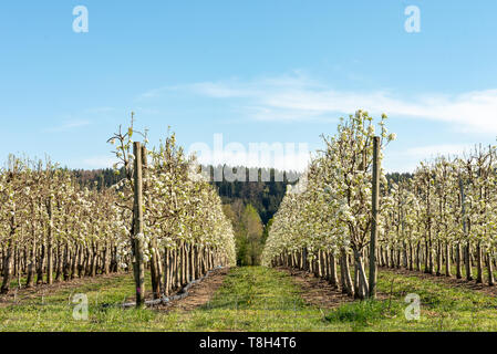 Floraison blanche de apple orchard au printemps. L'Allemagne, de l'Europe. Beauty World Banque D'Images