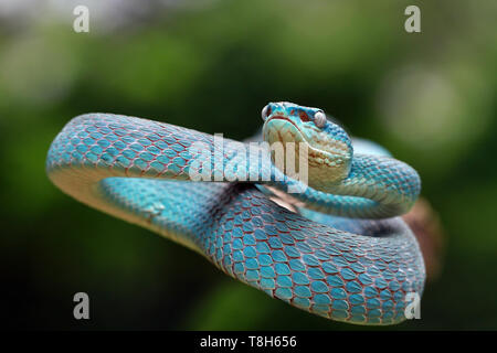 Serpent viper bleu (Trimeresurus Insularis) prêt à frapper, en Indonésie Banque D'Images