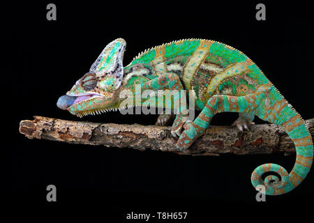 Portrait d'un chameleon voilée prêt à attraper une proie, l'Indonésie Banque D'Images