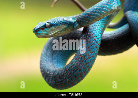 Serpent viper bleu (Trimeresurus Insularis) prêt à frapper, en Indonésie Banque D'Images