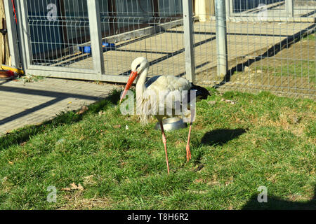 Une cigogne en la cage au zoo. Des oiseaux sauvages en captivité. Banque D'Images