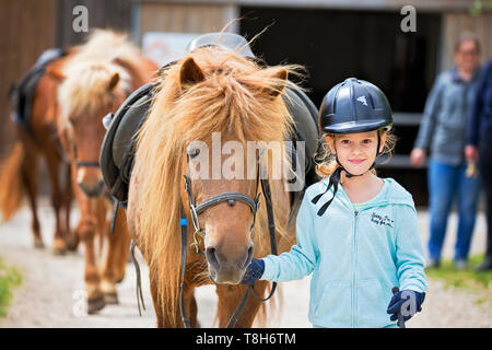 Cheval islandais. Premier cheval alezan de fille. L'Autriche Banque D'Images