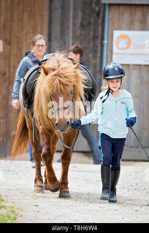 Cheval islandais. Premier cheval alezan de fille. L'Autriche Banque D'Images