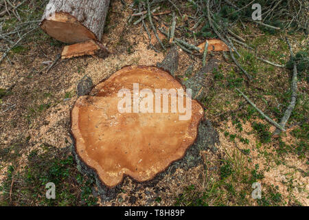 La déforestation contrôlée à l'intérieur d'une forêt italien. Coupe transversale d'un jeune arbre de pin Banque D'Images