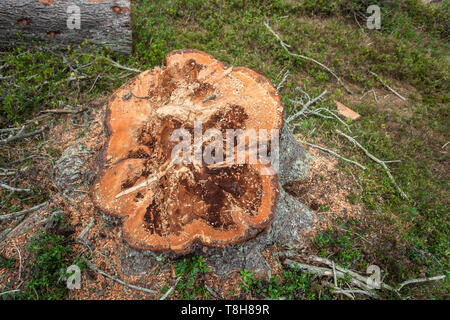 La déforestation contrôlée à l'intérieur d'une forêt italien. Coupe transversale d'un jeune arbre de pin Banque D'Images