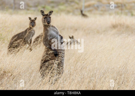 Belle kangaroo prend une position étrange et une drôle d'expression, Kangaroo Island, Australie du Sud Banque D'Images