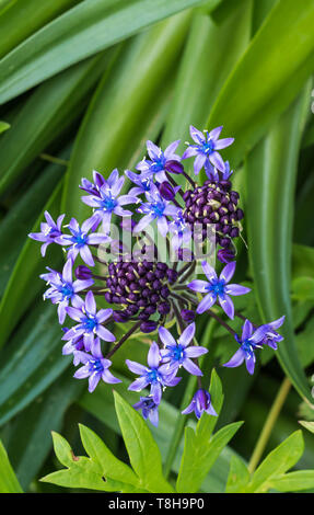 Portrait (vertical) d'un Portugais (Squill Scilla peruviana), alias lily cubain, la floraison dans un jardin au printemps (mai) dans le West Sussex, Angleterre, Royaume-Uni. Banque D'Images