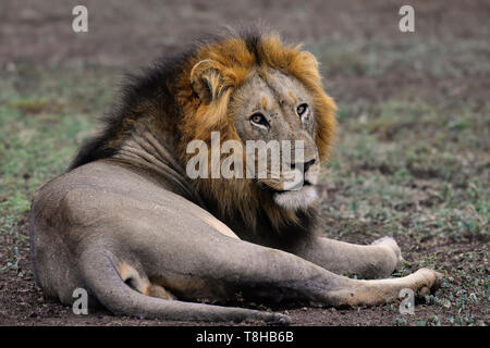 Battle Scarred mâle dominant lion Panthera leo arpentage son territoire national de Kruger en Afrique du Sud Banque D'Images