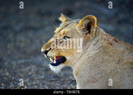 Lionne Panthera leo grondant à d'autres membres de la fierté de l'Afrique du Sud Parc National Kruger Banque D'Images