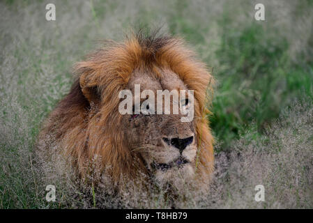 Scarred mâle dominant lion Panthera leo arpentage son territoire national de Kruger en Afrique du Sud Banque D'Images