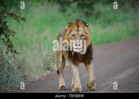 Lion à crinière sombre Panthera leo patrouiller territoire Parc National Kruger en Afrique du Sud Banque D'Images