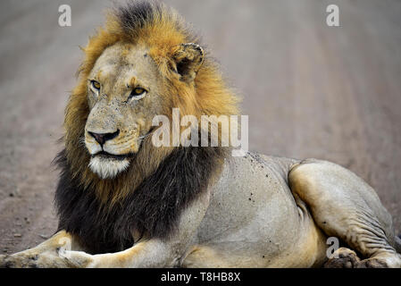 Lion à crinière sombre Panthera leo tôt le matin le Parc National Kruger en Afrique du Sud Banque D'Images