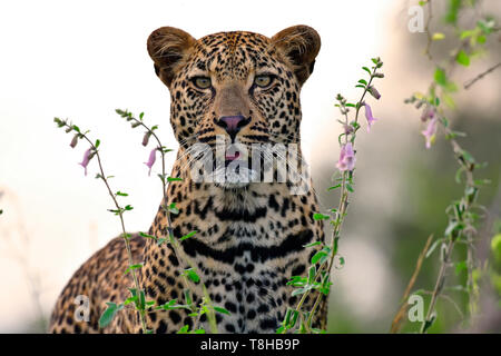 Panthera pardus léopard chasse en veld Parc National Kruger, Afrique du Sud Banque D'Images