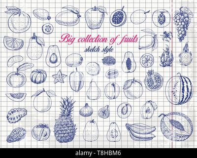 Grande collection de fruits sur le papier. Pour votre conception d'illustration vectorielle Illustration de Vecteur