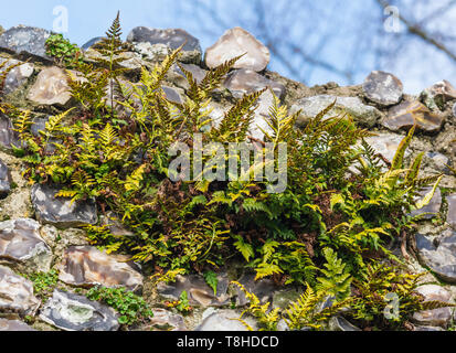 Fougères polypode Polypodium (fougère, Polypodies Rockcap, fougères), fruit d'un vieux mur de pierre en hiver (février) dans le West Sussex, Angleterre, Royaume-Uni. Banque D'Images