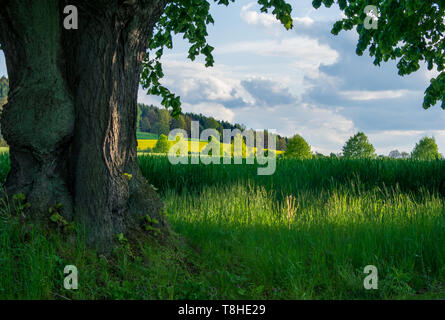 Vue sur Bundesstrasse B178 de Lindenalle (linden alley) près de Grosshennersdorf/Allemagne un petit village près de Herrnhut Banque D'Images