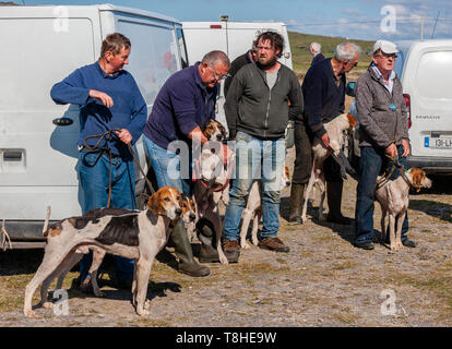 Faites glisser Hunt réunion de courses, Valentia Island, comté de Kerry, Irlande Banque D'Images