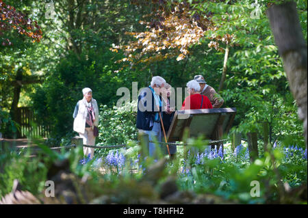 Un groupe de personnes âgées à la commission d'information et au printemps dans les forêts à feuilles larges, East Yorkshire, England, UK, FR. Banque D'Images