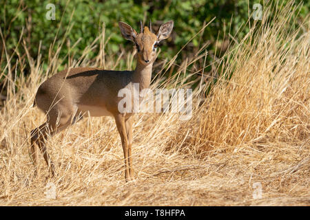 Cute dik-dik debout dans l'herbe et regarder dans le cameraCute dik-dik debout dans l'herbe et à la recherche dans l'appareil photo au Kenya Banque D'Images