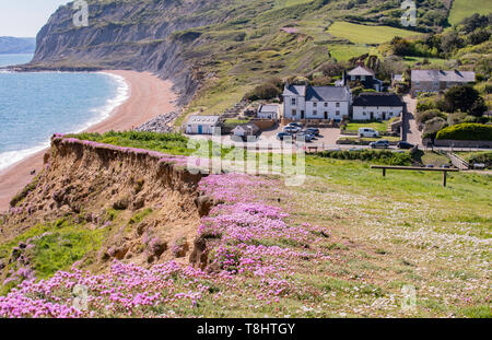 Seatown, Dorset, UK. Le 13 mai 2019. Météo France : Un tapis de belle de rose sea thrift sur la falaise à Seatown comme la mer cristalline scintille le long de la South West Coast Path sur un jour chaud et ensoleillé. Credit : Celia McMahon/Alamy Live News. Banque D'Images