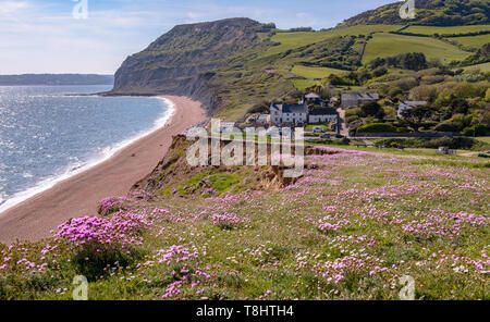 Seatown, Dorset, UK. Le 13 mai 2019. Météo France : Un tapis de belle de rose sea thrift sur la falaise à Seatown comme la mer cristalline scintille le long de la South West Coast Path sur un jour chaud et ensoleillé. Credit : Celia McMahon/Alamy Live News. Banque D'Images