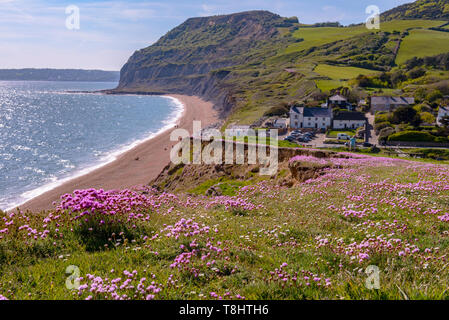 Seatown, Dorset, UK. Le 13 mai 2019. Météo France : Un tapis de belle de rose sea thrift sur la falaise à Seatown comme la mer cristalline scintille le long de la South West Coast Path sur un jour chaud et ensoleillé. Credit : Celia McMahon/Alamy Live News. Banque D'Images