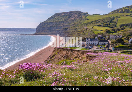 Seatown, Dorset, UK. Le 13 mai 2019. Météo France : Un tapis de belle de rose sea thrift sur la falaise à Seatown comme la mer cristalline scintille le long de la South West Coast Path sur un jour chaud et ensoleillé. Credit : Celia McMahon/Alamy Live News. Banque D'Images