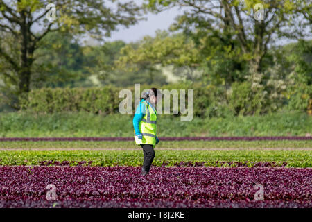 Désherbage de laitue rouge à Rufford, Royaume-Uni.Mai 2019.Météo du printemps au Royaume-Uni.Les champs adaptent une teinte pourpre rougeâtre magenta car la maturation des rangées de laitue romaine est contrôlée avant la récolte.Malgré les doutes du Brexit, les travailleurs migrants de l'UE sont retournés dans les fermes du nord-ouest du Lancashire pour aider à la récolte de salades.La laitue romaine a l'une des valeurs nutritionnelles les plus élevées de la famille des laitues. Banque D'Images