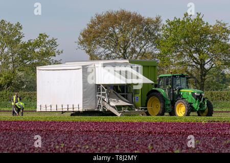 Désherbage de laitue rouge à Rufford, Royaume-Uni.Mai 2019.Météo du printemps au Royaume-Uni.Les champs adaptent une teinte pourpre rougeâtre magenta car la maturation des rangées de laitue romaine est contrôlée avant la récolte.Malgré les doutes du Brexit, les travailleurs migrants de l'UE sont retournés dans les fermes du nord-ouest du Lancashire pour aider à la récolte de salades.La laitue romaine a l'une des valeurs nutritionnelles les plus élevées de la famille des laitues. Banque D'Images