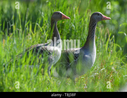 13 mai 2019, le Brandebourg, Peitz : Deux oies cendrées (Anser anser), également connu sous le nom de Wild Geese, stand dans l'herbe sur le bord d'un étang des carpes. Le Karpfenteiche Peitzer sont une attraction pour d'innombrables espèces d'oiseaux. Les origines de la pêche en Peitz remontent au 16e siècle. À ce moment, sur le bord de la forteresse Peitz, le plus grand étang en Allemagne a été créé sur une superficie de plus de 1500 hectares. Photo : Patrick Pleul/dpa-Zentralbild/ZB Banque D'Images