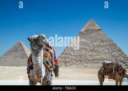 Deux chameaux par la pyramide de Gizeh, près du Caire, Égypte complexe Banque D'Images