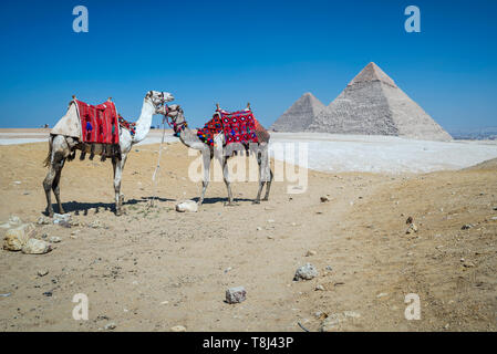 Deux chameaux par la pyramide de Gizeh, près du Caire, Égypte complexe Banque D'Images