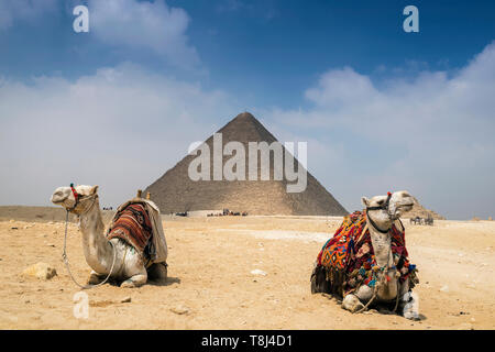 Deux chameaux par la pyramide de Gizeh, près du Caire, Égypte complexe Banque D'Images