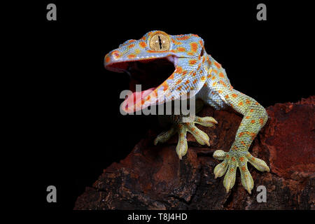 Portrait d'un gecko Tokay, Java ouest, Indonésie Banque D'Images