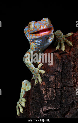 Portrait d'un gecko Tokay, Java ouest, Indonésie Banque D'Images