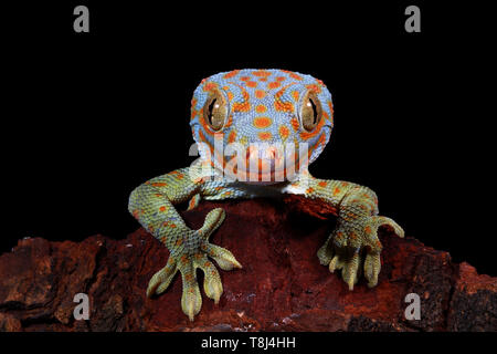 Portrait d'un gecko Tokay, Java ouest, Indonésie Banque D'Images