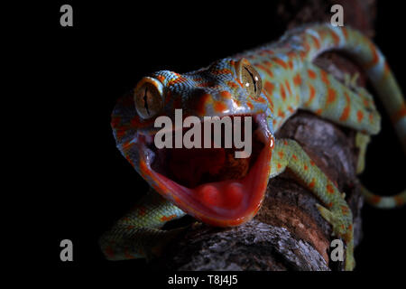 Portrait d'un gecko Tokay, Java ouest, Indonésie Banque D'Images