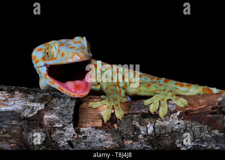 Portrait d'un gecko Tokay, Java ouest, Indonésie Banque D'Images