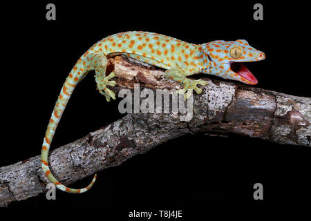 Portrait d'un gecko Tokay sur une branche, l'Ouest de Java, Indonésie Banque D'Images