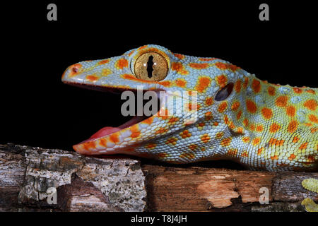 Close-up d'un gecko Tokay, Java ouest, Indonésie Banque D'Images