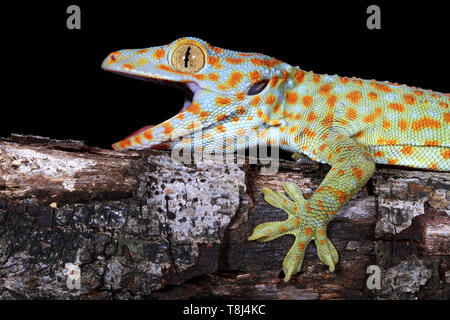 Close-up d'un gecko Tokay, Java ouest, Indonésie Banque D'Images