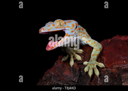 Close-up d'un gecko Tokay, Java ouest, Indonésie Banque D'Images