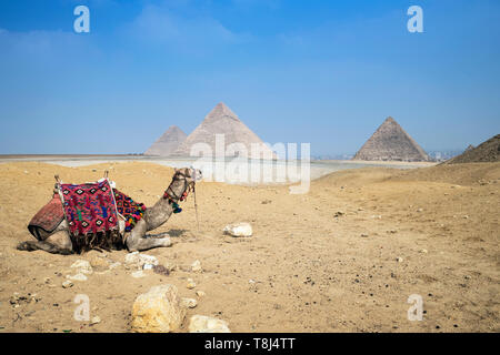 Avant de les grandes pyramides de Gizeh sur plateau près de Cairo, Egypt Banque D'Images