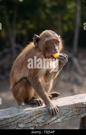 Monkey manger une banane, Bangkok, Thaïlande Banque D'Images