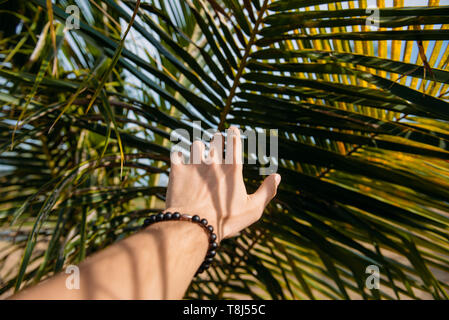 La main de l'homme touchant un de frondes de palmiers, Phuket, Thailand Banque D'Images