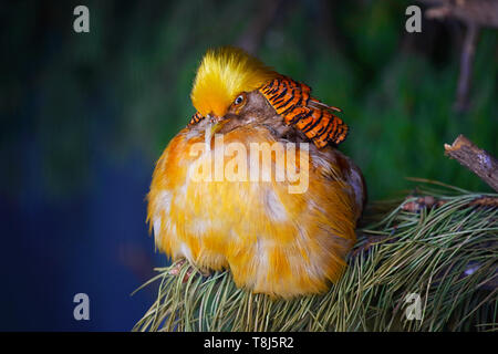 Un faisan chinois golden dodus se trouve dans un arbre. Portrait d'un oiseau lumineux et colorés. Banque D'Images