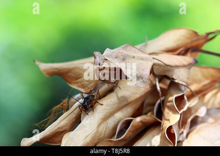 Feuille morte camouflage mantis sur les feuilles séchées prêt à bondir sur un insecte, Indonésie Banque D'Images