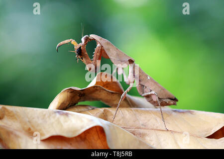 Feuille morte camouflage mantis sur les feuilles séchées, Indonésie Banque D'Images