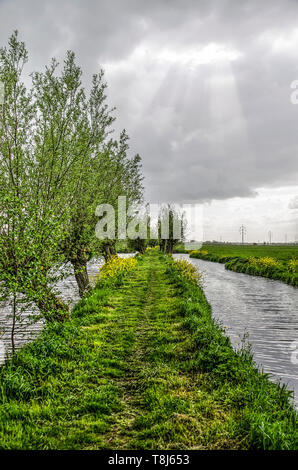 Chemin de randonnée étroit entre deux fossés, avec saules têtards d'un côté à l'Alblasserwaard polder, les Pays-Bas Banque D'Images